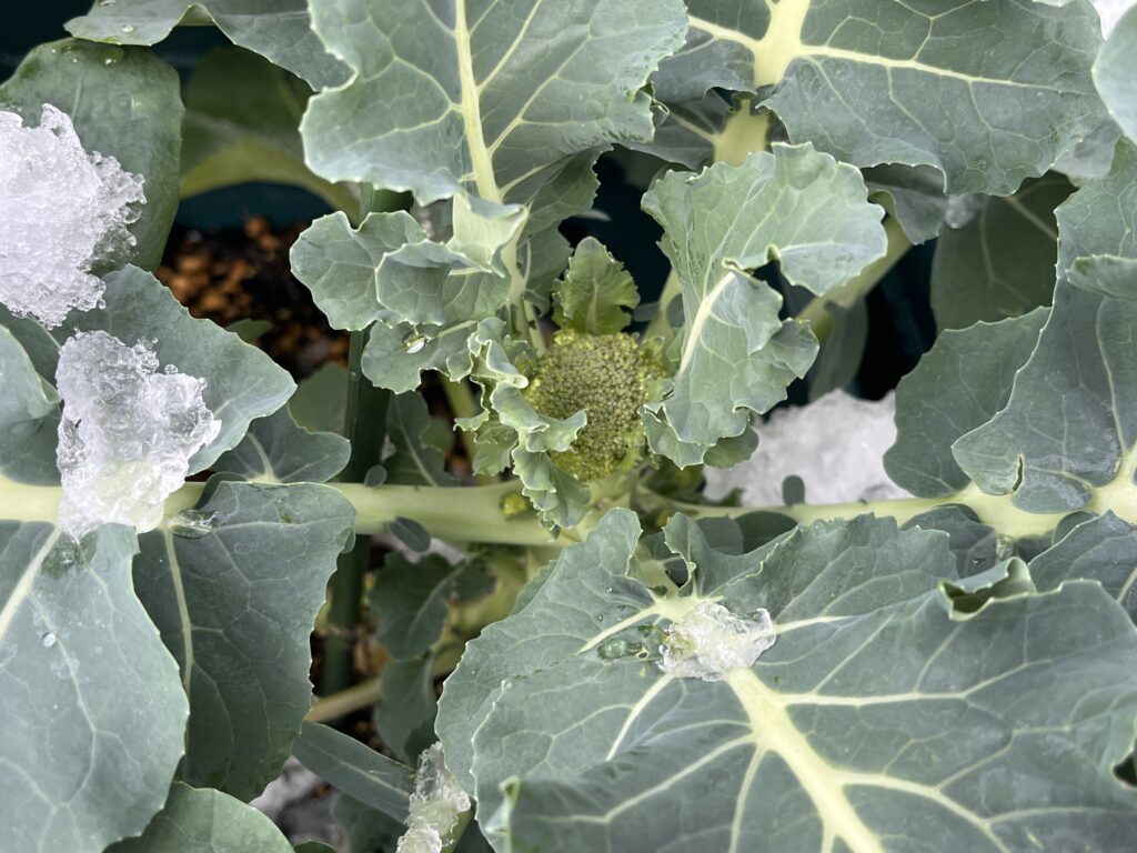 少しだけ雪が積もったブロッコリーの様子