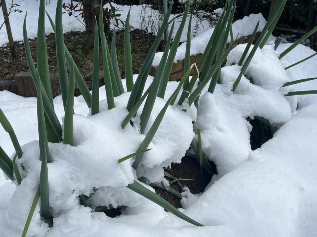 雪が積もったネギ畑の様子