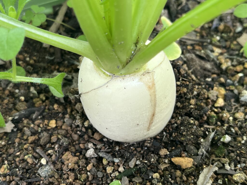 先週よりひと回り大きくなった小カブの様子