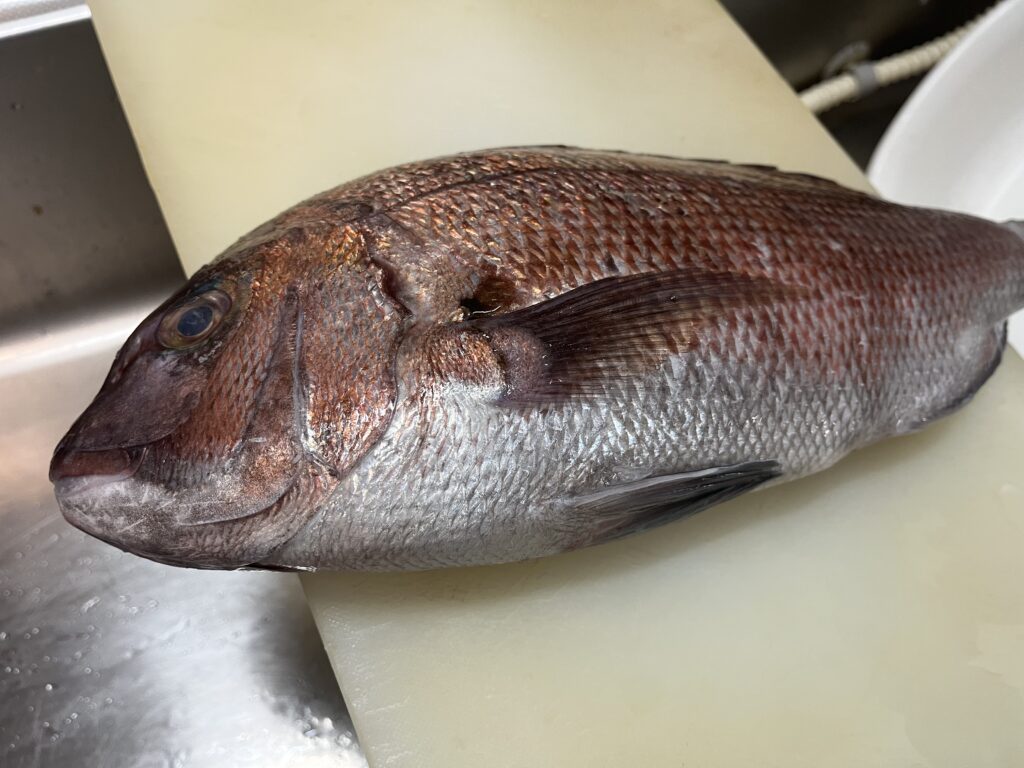 まな板の上に載せた真鯛。まな板からはみ出ている様子