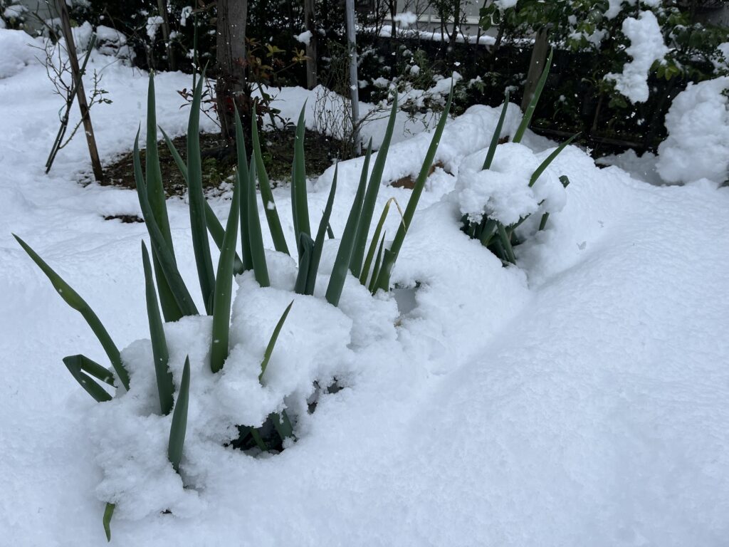 再び積もった雪に覆われているネギの様子