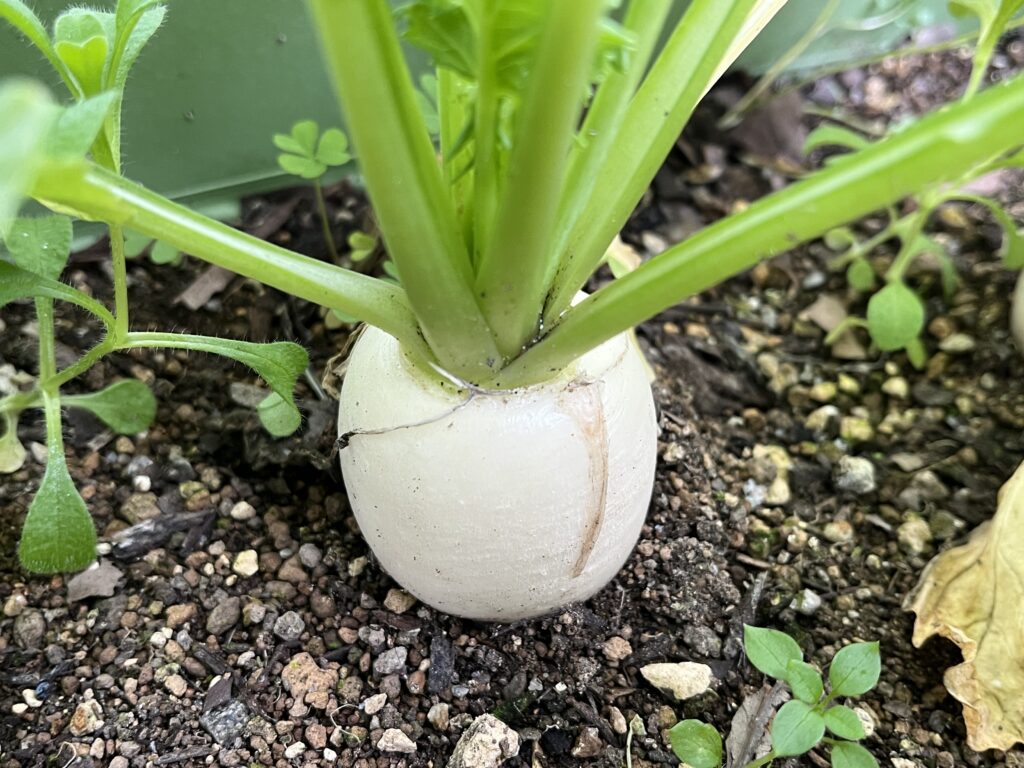 成長が止まったように見える小カブの様子