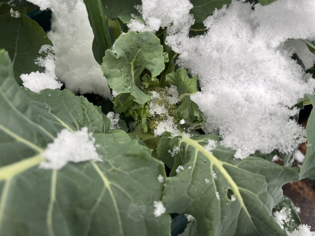 雪をどけてブロッコリーの花蕾を確認している様子