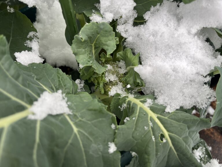 【家庭菜園日記】秋冬編・今週の家庭菜園だより⑪｜正月に降った雪、畑は再び白い世界へ