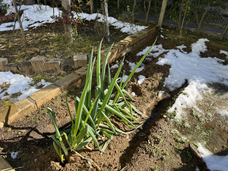 【家庭菜園日記】秋冬編・今週の家庭菜園だより⑫｜雪の予報と冬野菜のいま･･･寒さを乗り越える秋冬野菜の成長