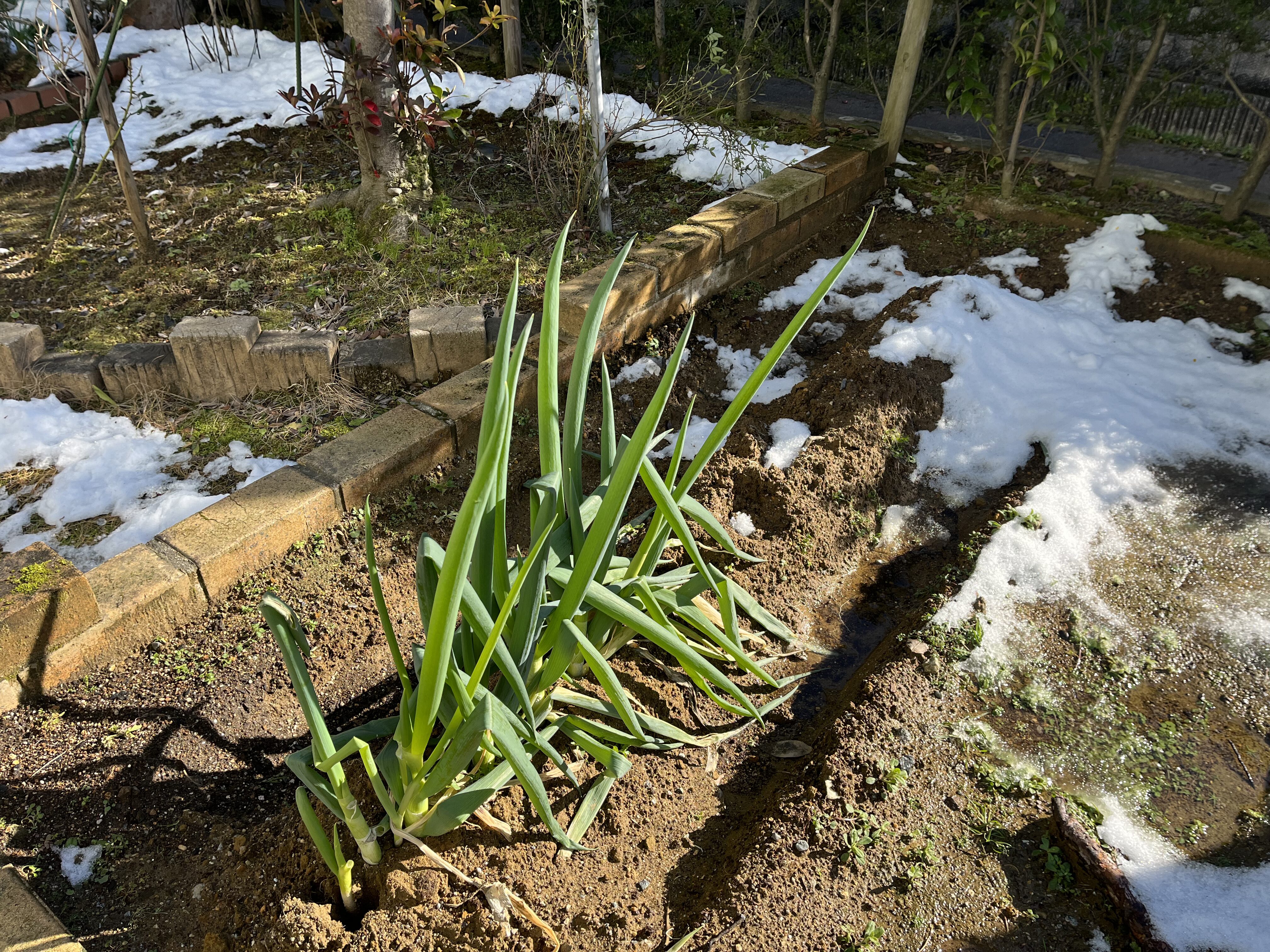 残り少なくなってきたネギの様子