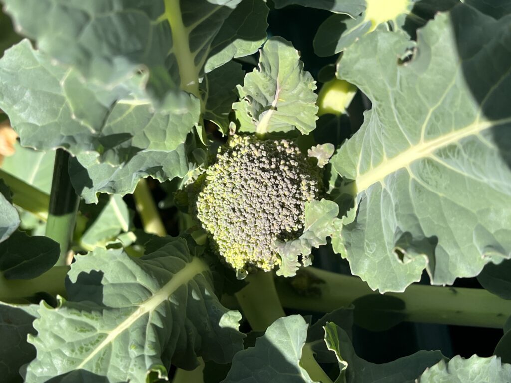 先週と比べてひと回り大きくなったように見えるブロッコリーの花蕾の様子
