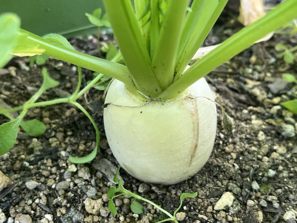 先週と比べてひと回り大きくなった小カブの様子