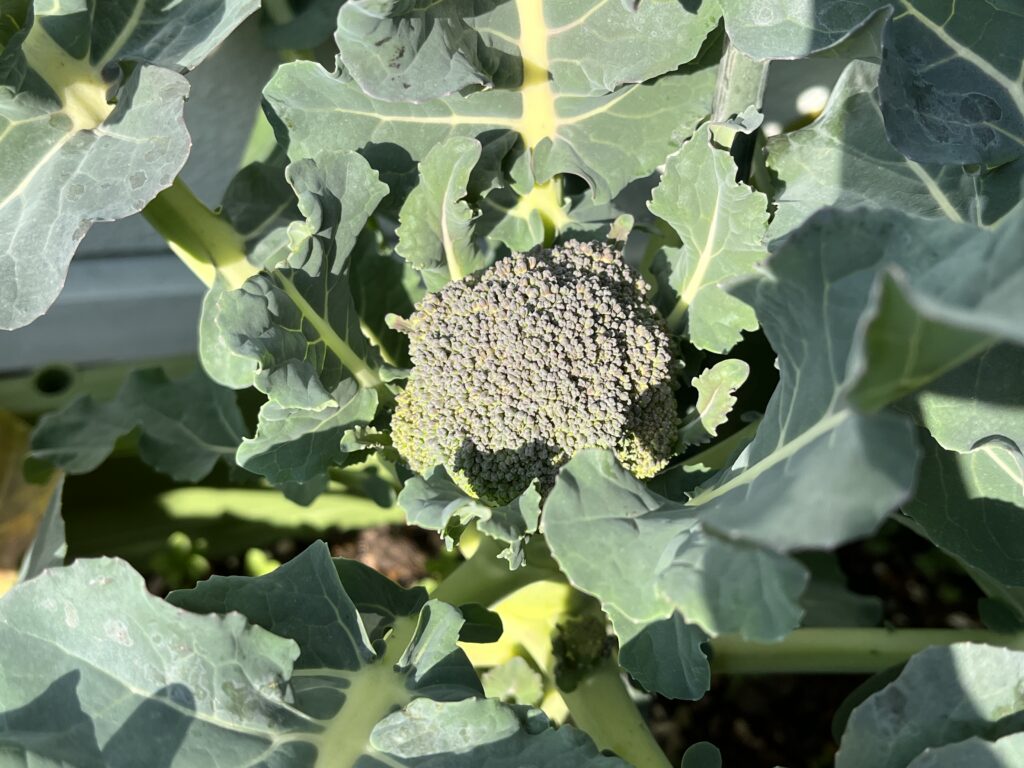 先週と比べてひと回り大きくなったブロッコリーの花蕾の様子