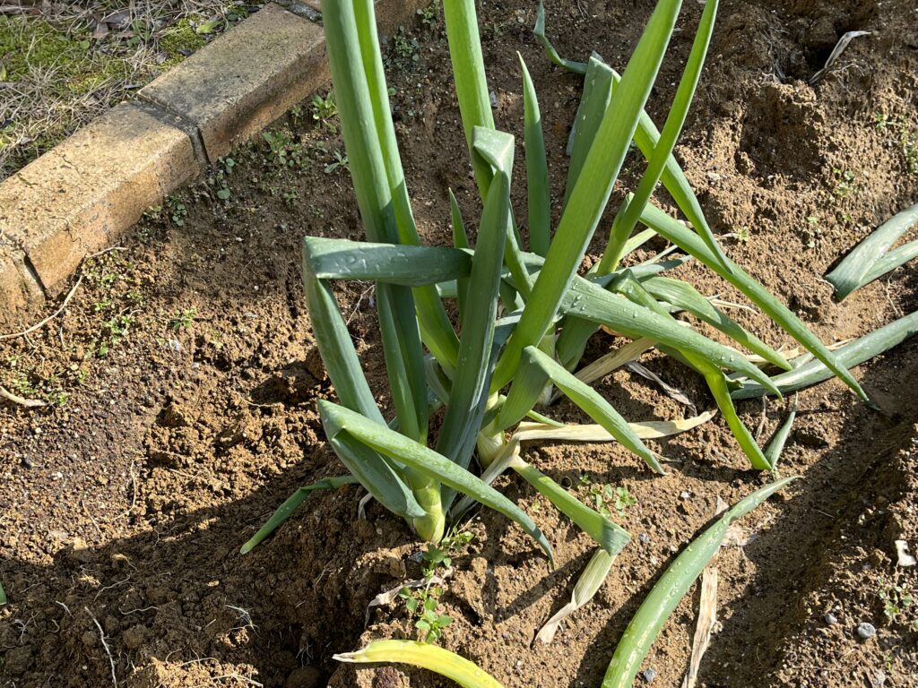 残り4本になってしまったネギの様子