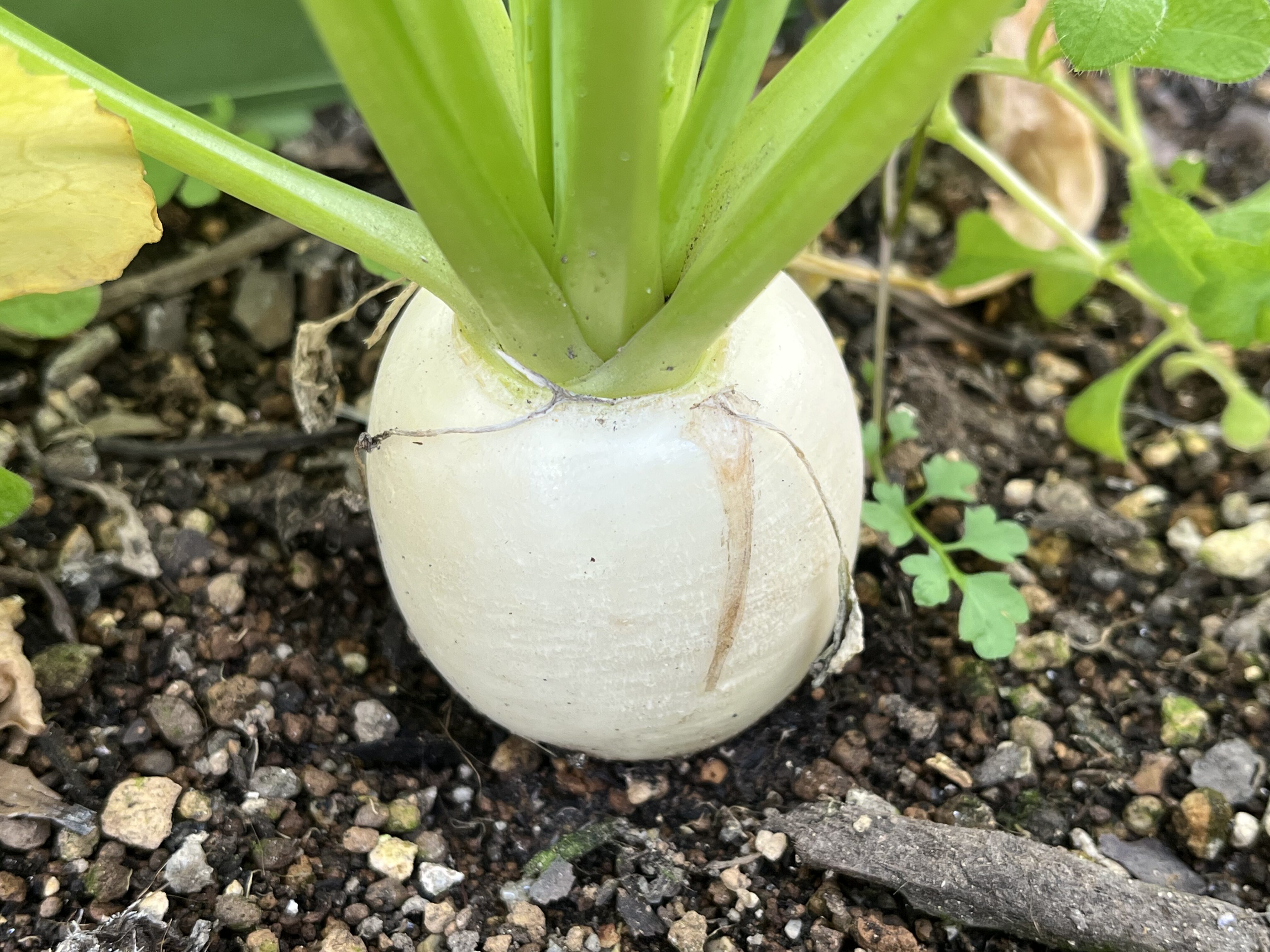 収穫サイズまで育った小カブの様子