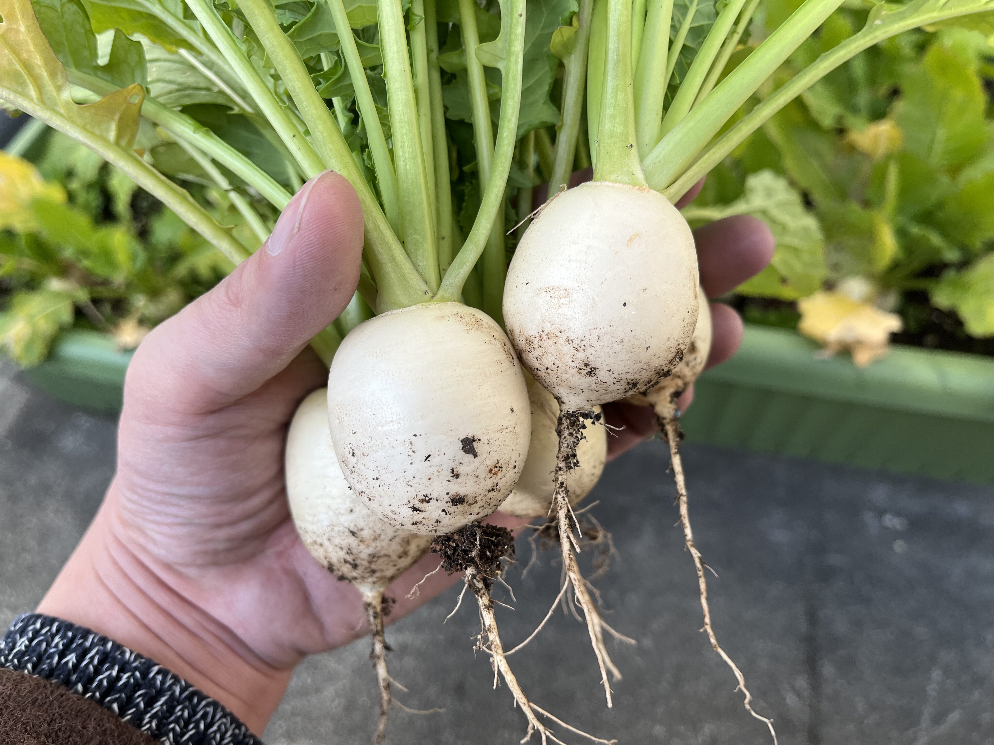 収穫した小カブを手に持っている様子