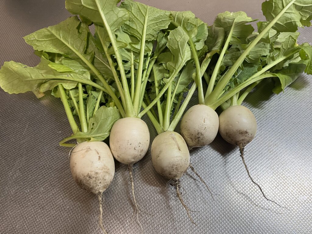 採れたての土付き小カブ