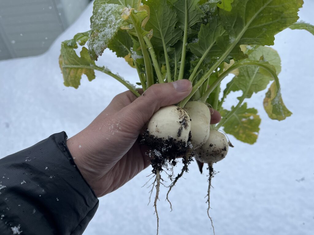 不揃いで少し不格好な小カブを収穫している様子