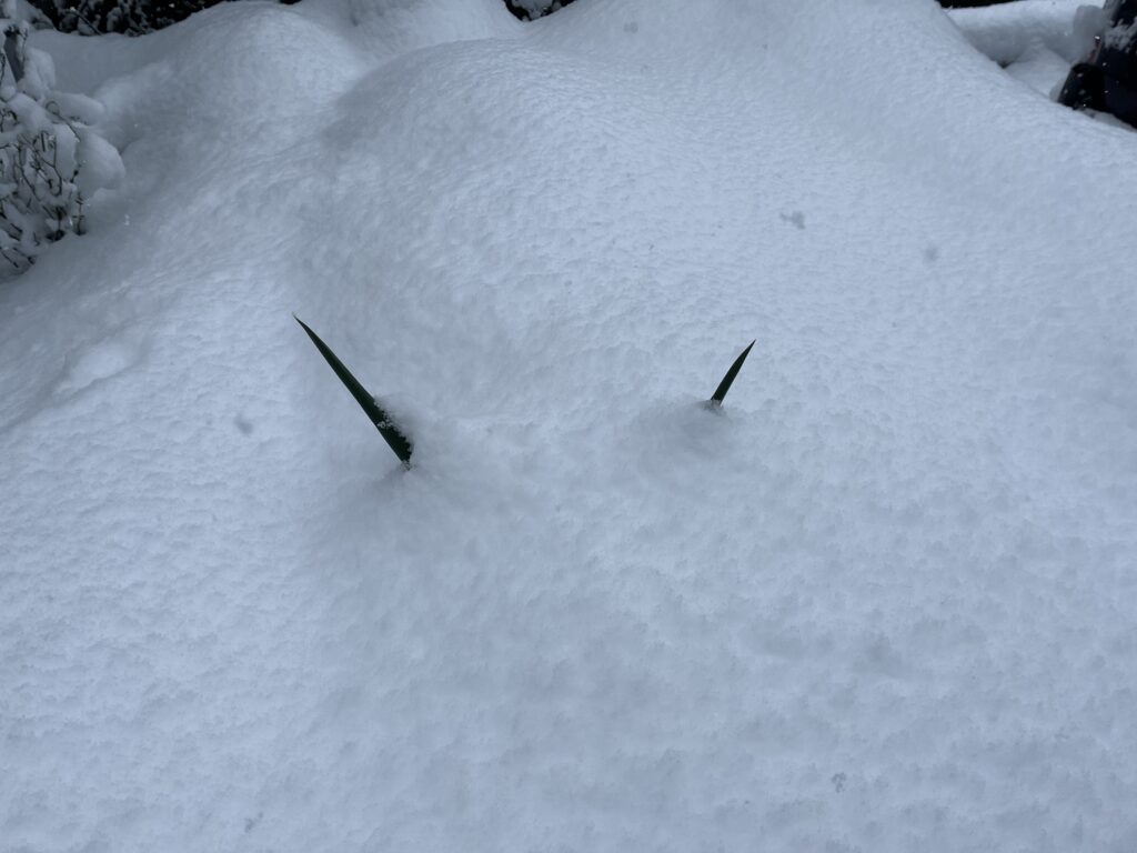ネギの先端だけが雪から出ている様子