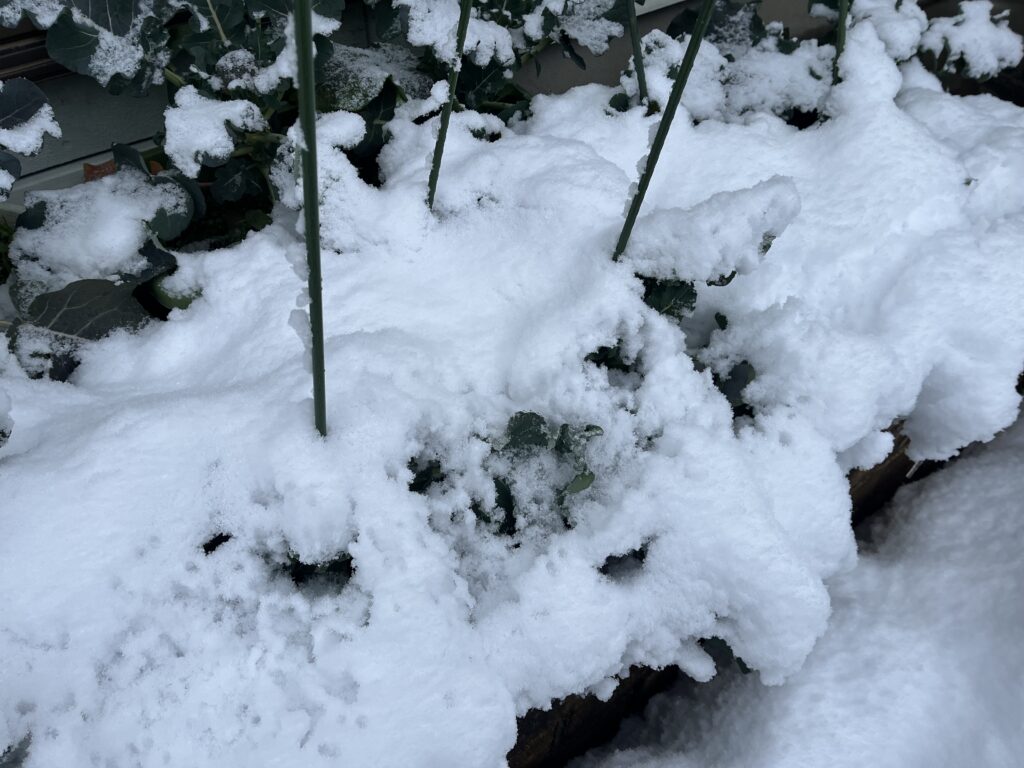 ブロッコリーのプランターに雪が積もっている様子