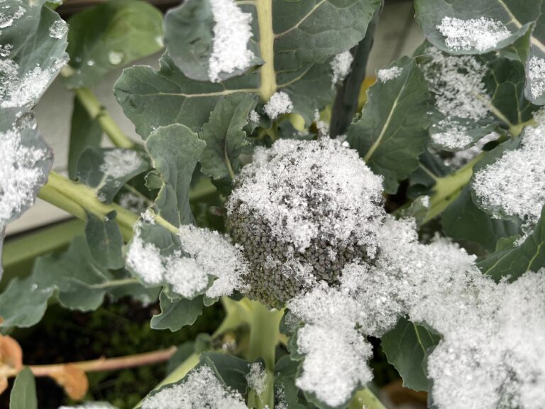【家庭菜園日記】秋冬編・今週の家庭菜園だより⑭｜大雪の下で冬越し中。ネギとブロッコリーの今