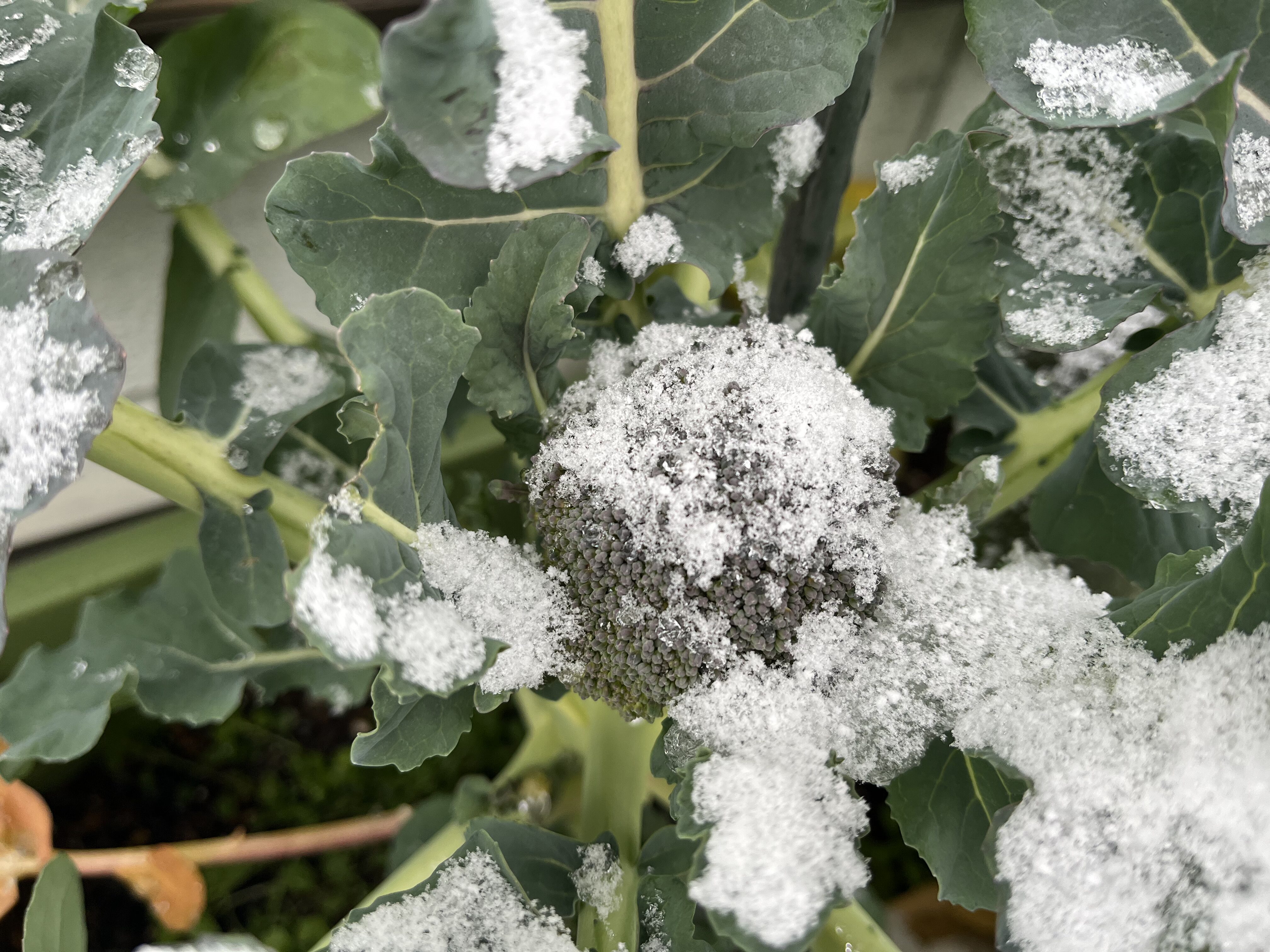 雪をかぶったプランターのブロッコリーの様子