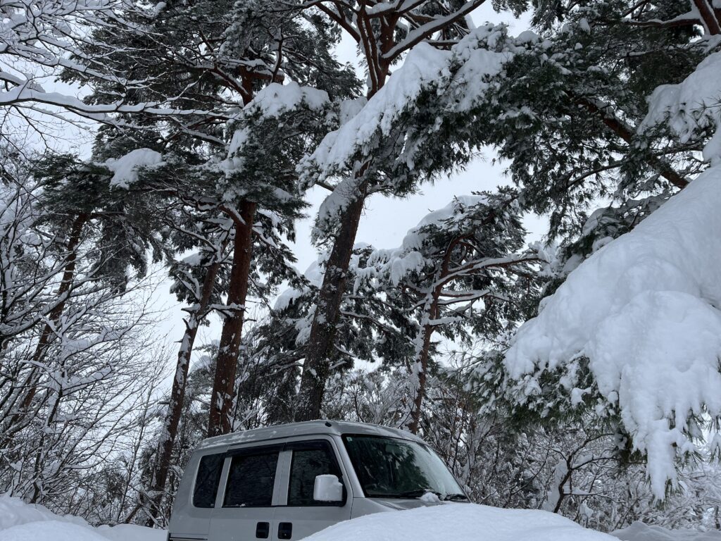 車の上の赤松の枝葉に積もった雪が今にも落ちてきそうな様子