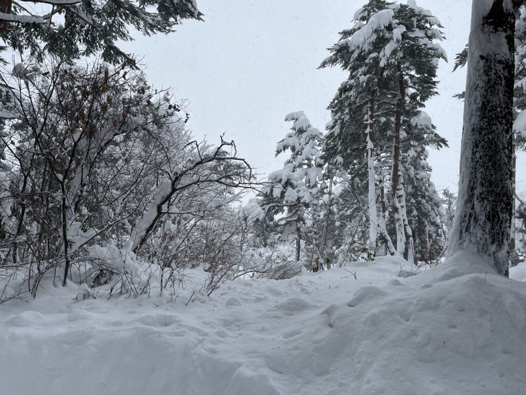 並ぶ赤松に雪が積もり、あたり一面雪景色に