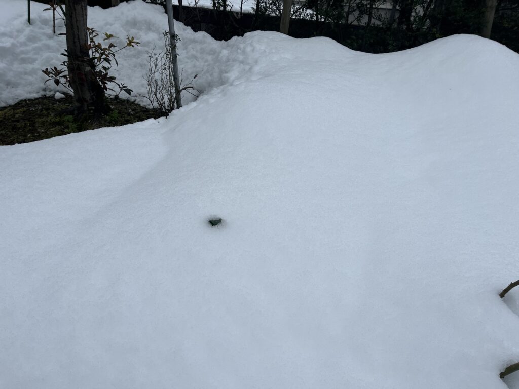 雪に埋まっているネギの様子