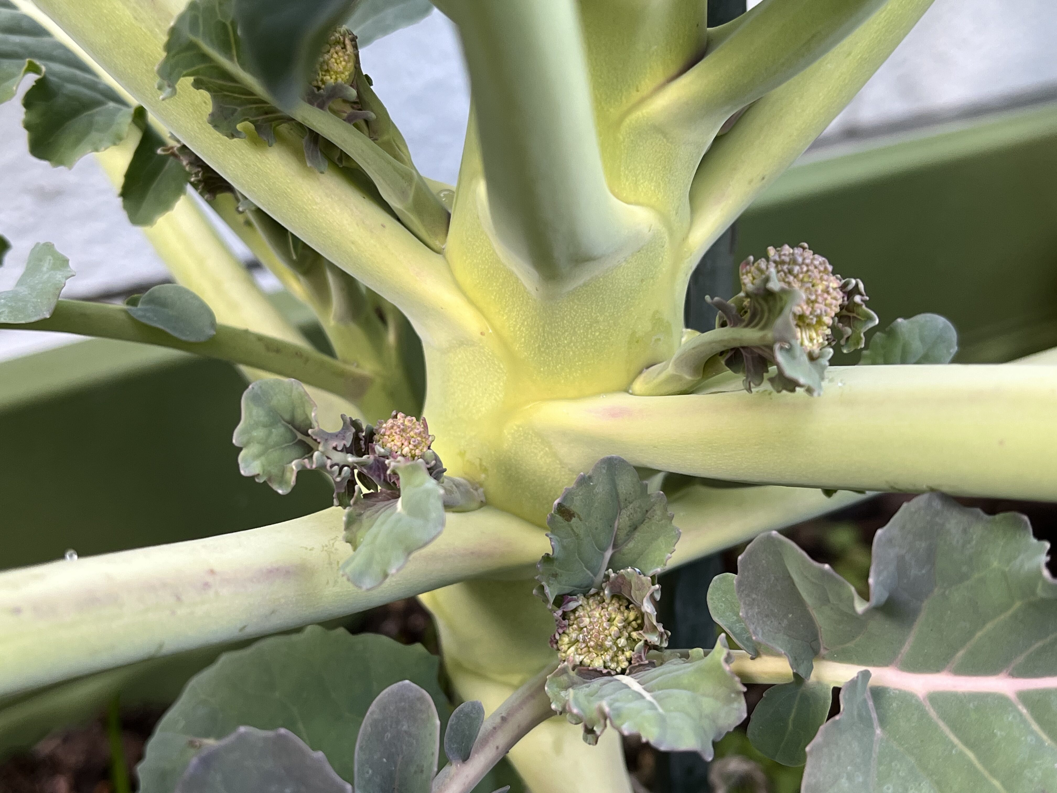 ブロッコリーに側花蕾が出てきている様子