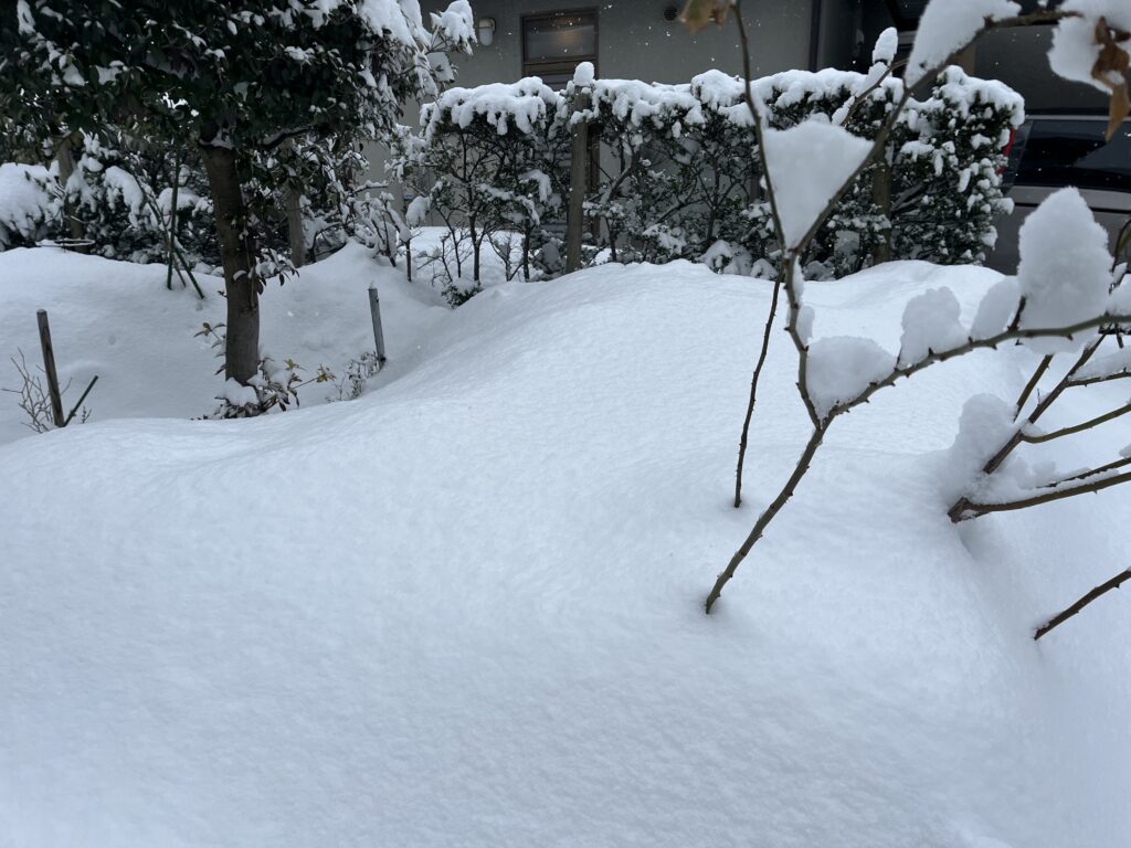 完全に雪の下になっているネギ畑の様子