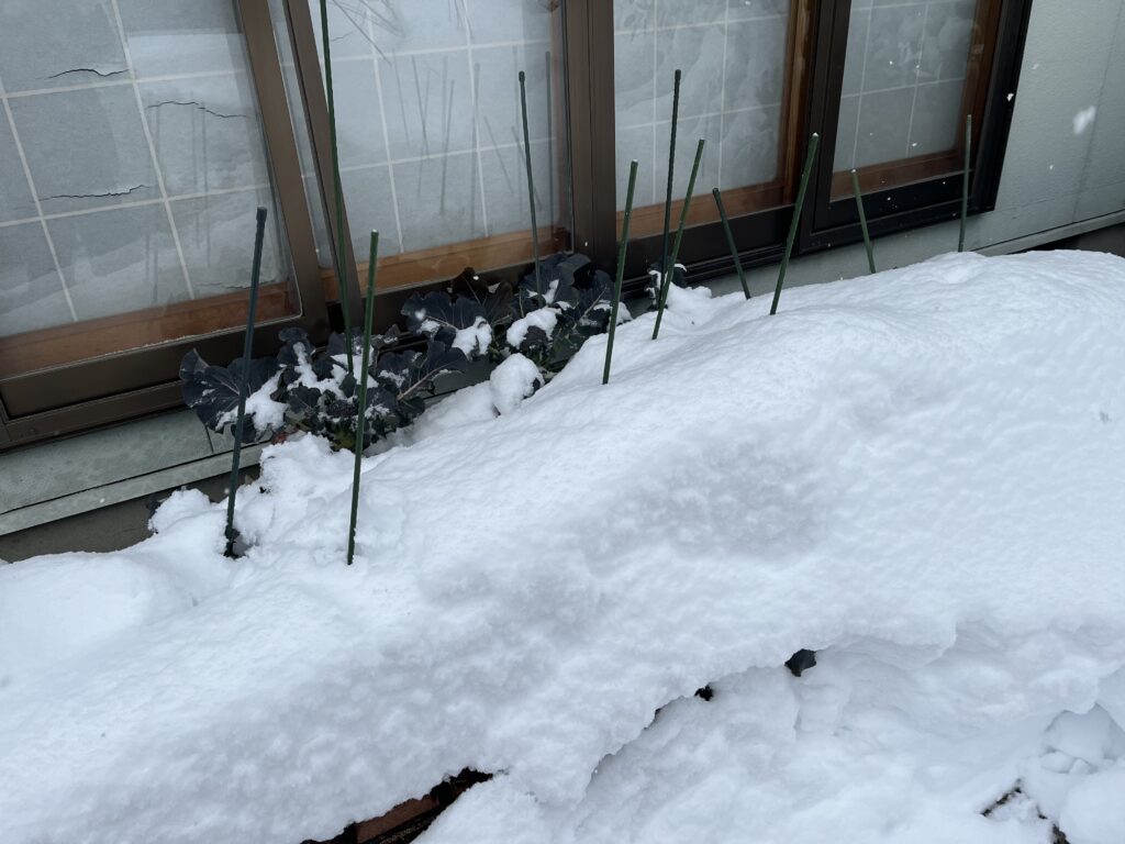 ブロッコリーのプランターに雪が積もっている様子
