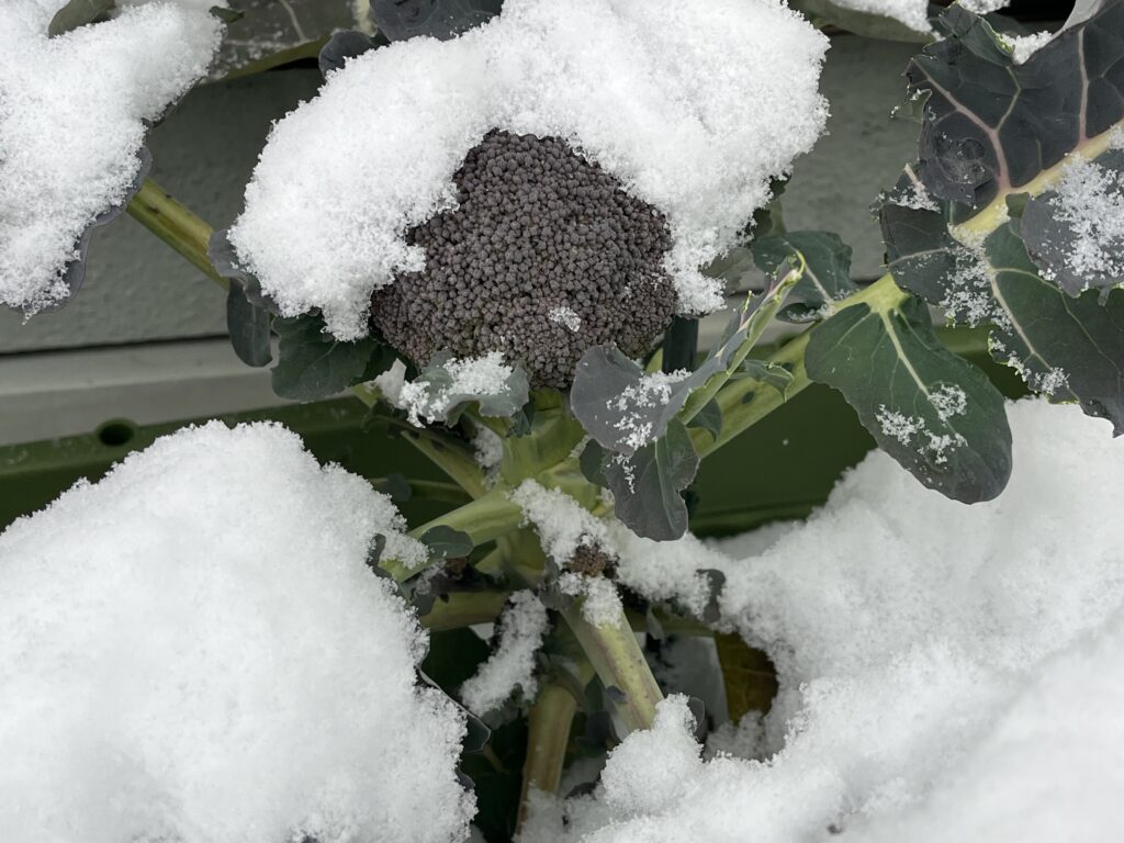 ブロッコリーの花蕾に雪が積もっている様子