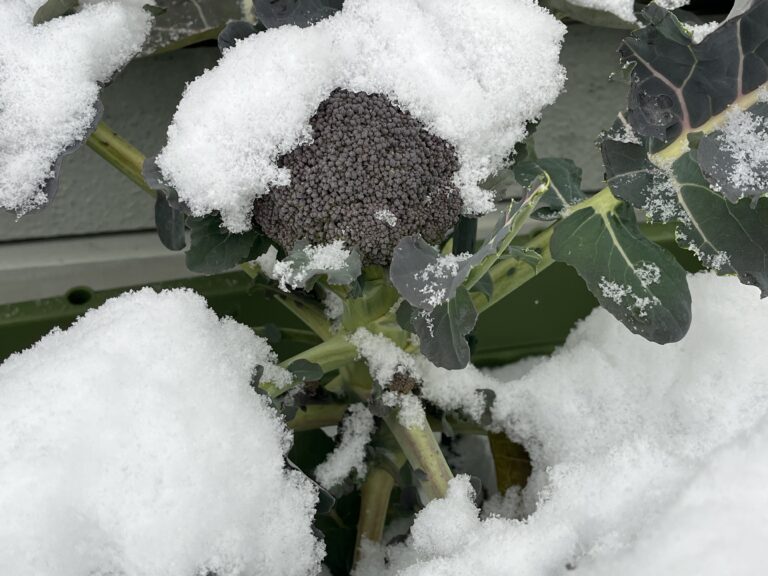 【家庭菜園日記】秋冬編・今週の家庭菜園だより⑯｜大雪に埋もれた畑、雪の下で耐える野菜たち