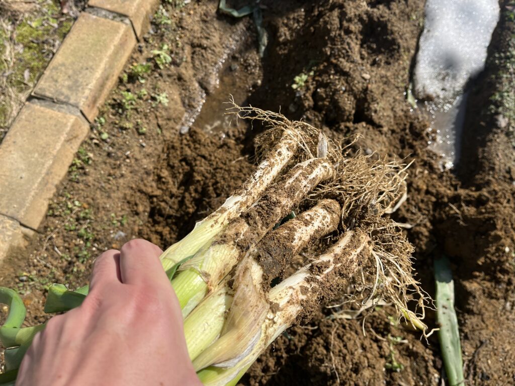 最後の4本のネギを収穫した様子