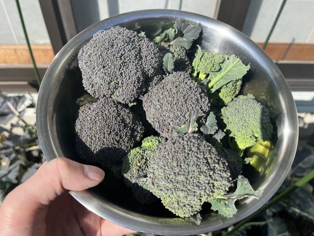 少し小ぶりなブロッコリーを収穫した様子