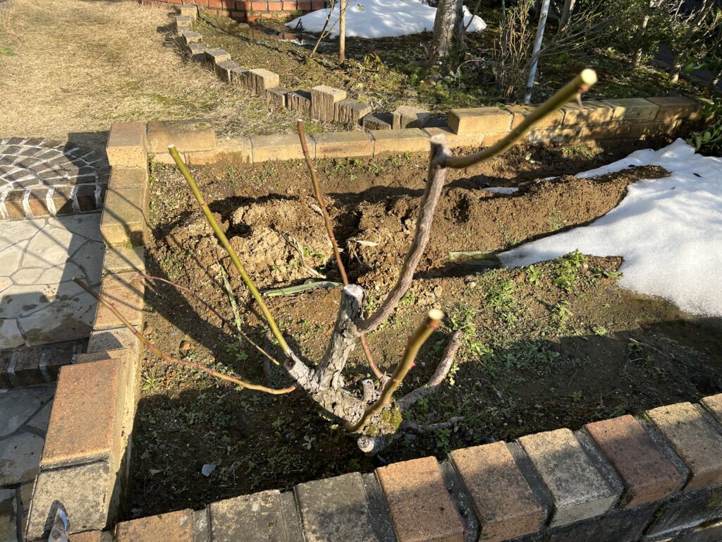 剪定したバラの枝の様子