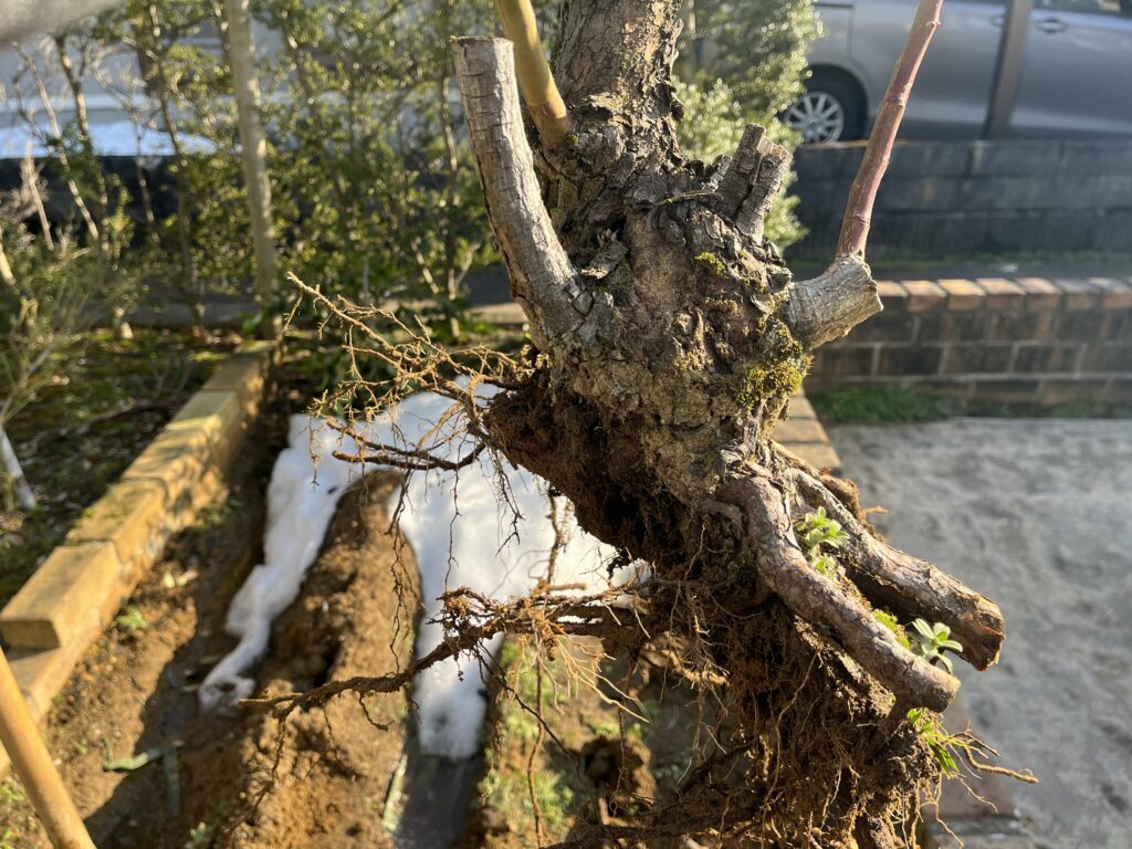 掘り上げたバラの根の全体像