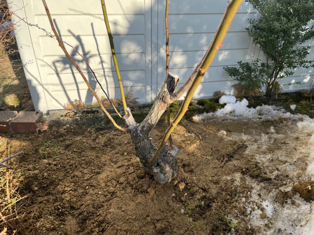 バラを植え穴に入れて位置を調整した様子