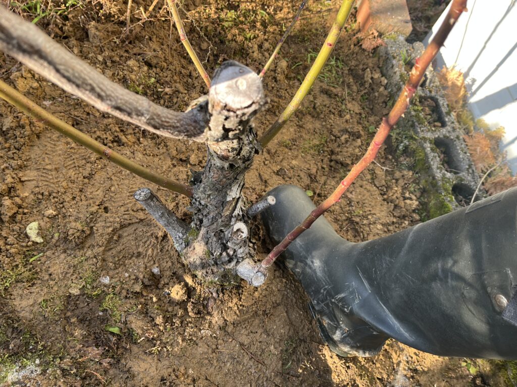 株の周囲を足で踏み固めている様子