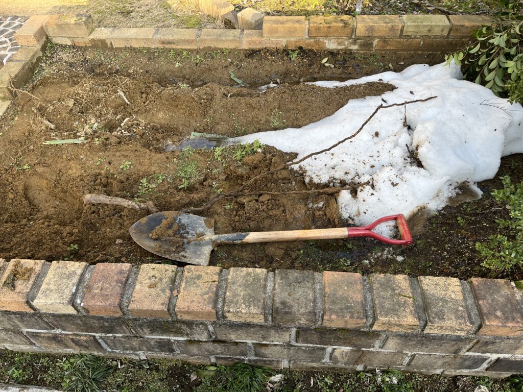 根とスコップを並べて撮影したバラの根の様子