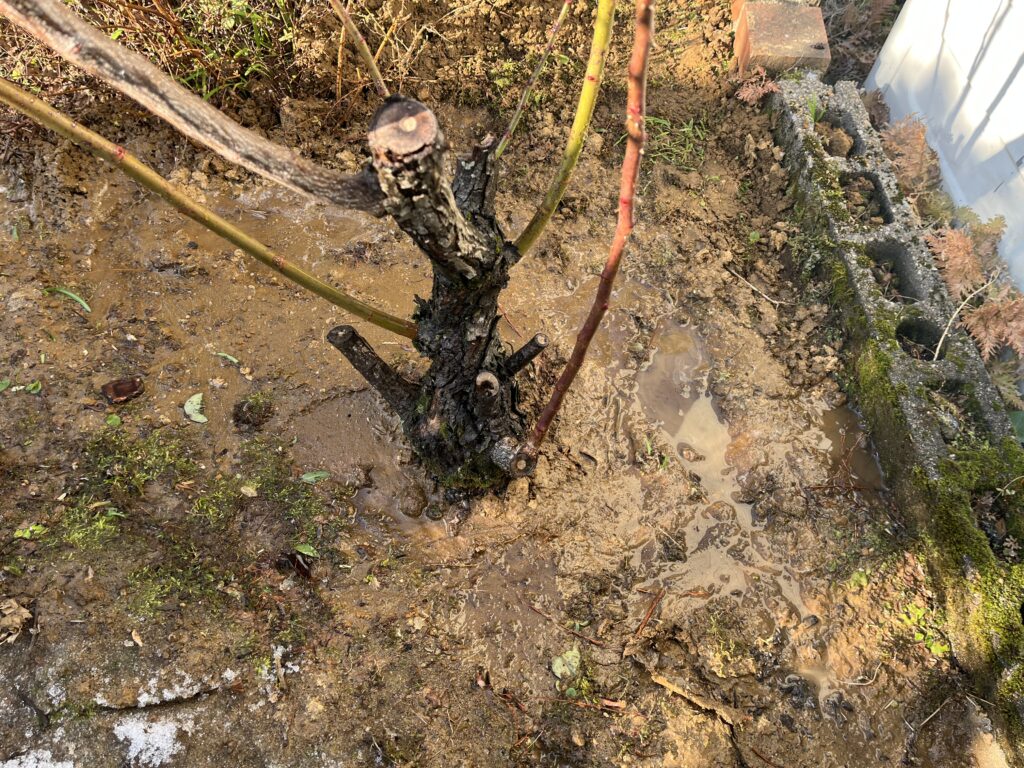 植え付けたバラに水をたっぷり与えた様子