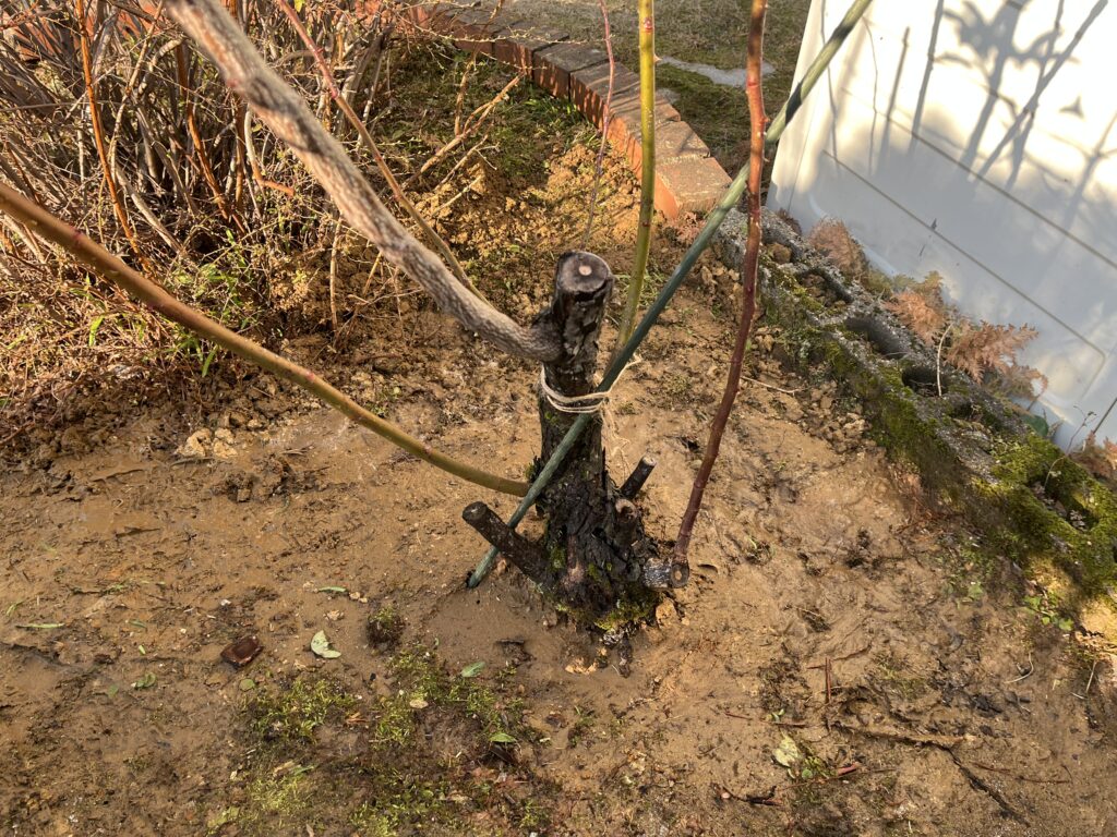 支柱に支えられたバラの幹と枝の様子