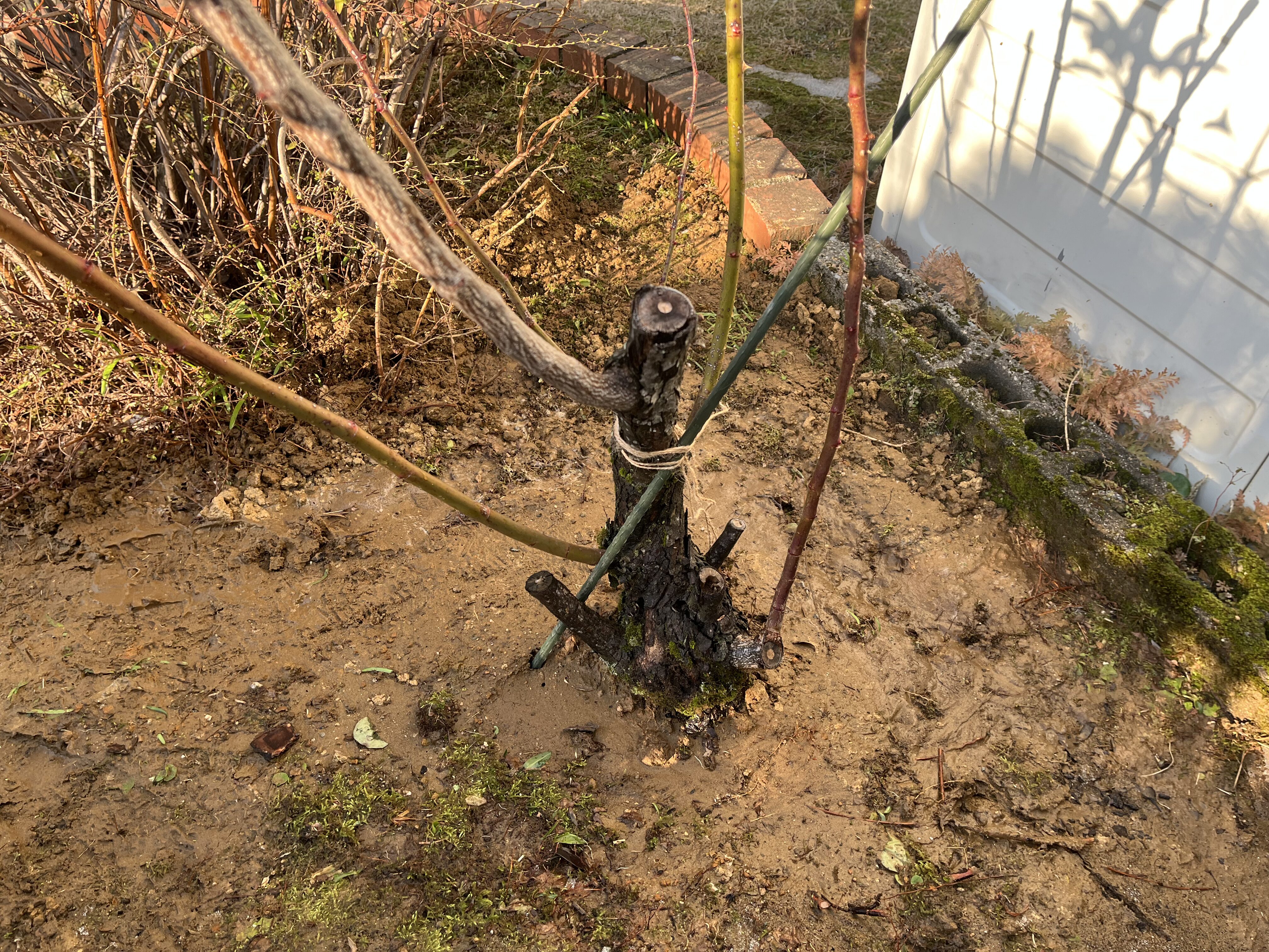 移植後のつるバラの株元と支柱