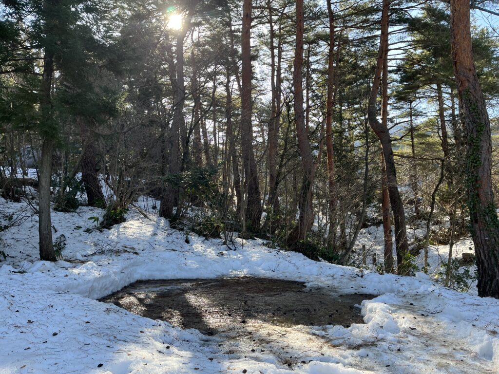 冬の木々の間からサイト内へ朝日が差し込む様子