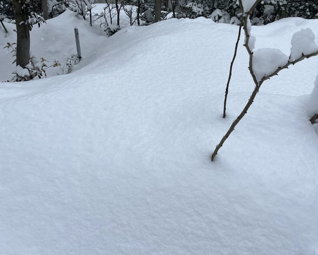 完全に雪の下になっているネギ畑の様子