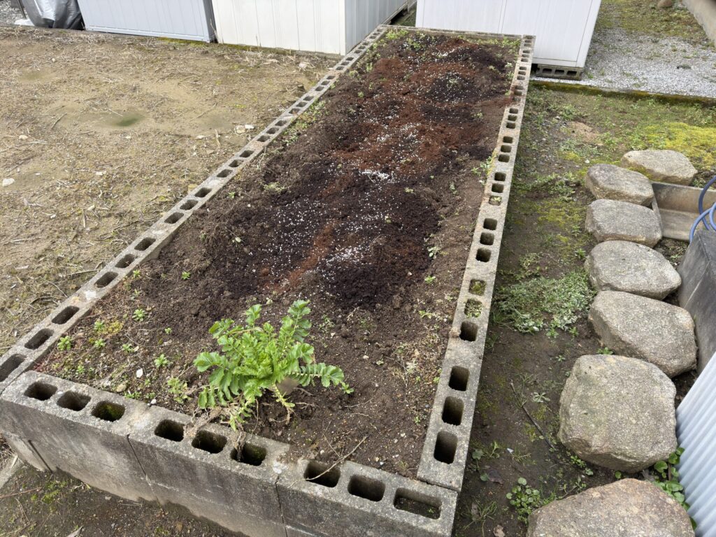 畑に牛糞堆肥と化成肥料を撒いた様子