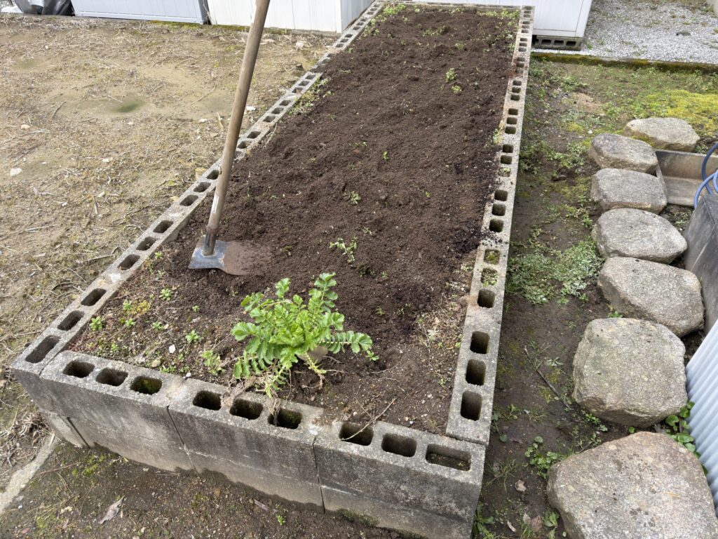 牛糞堆肥と化成肥料を撒いたところを耕した様子