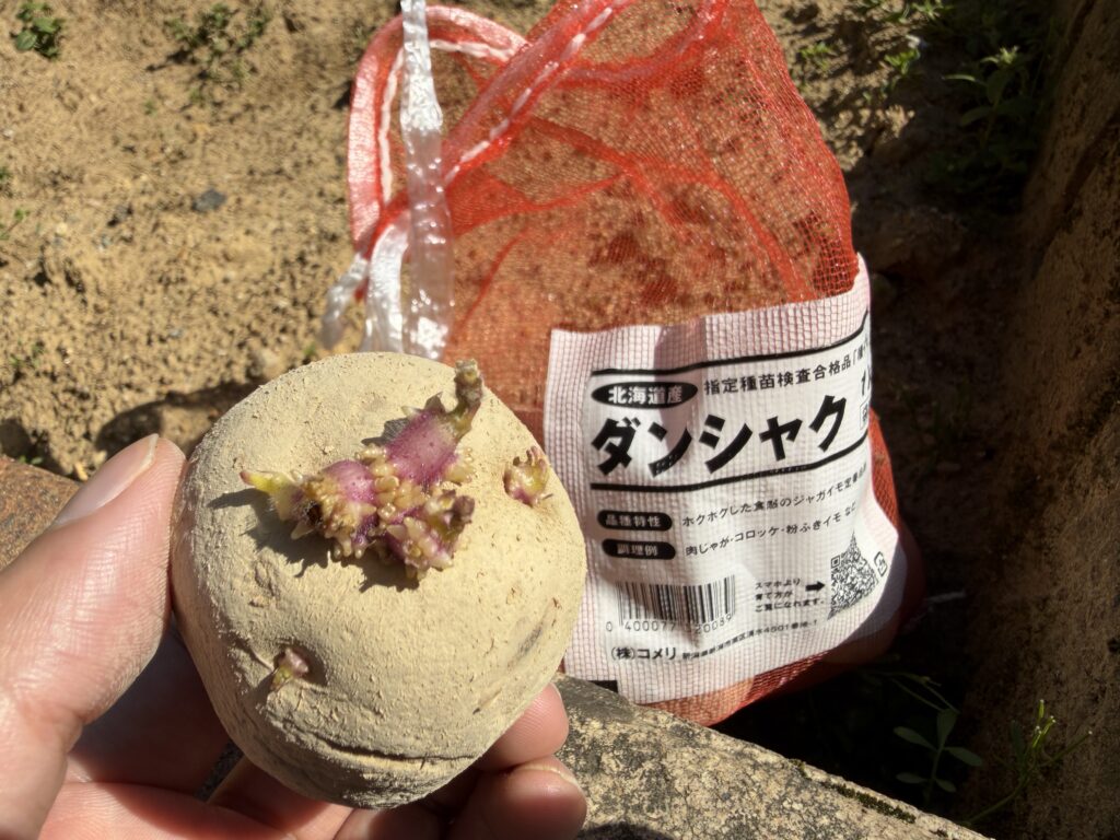 芽出し完了したダンシャクの種芋の様子