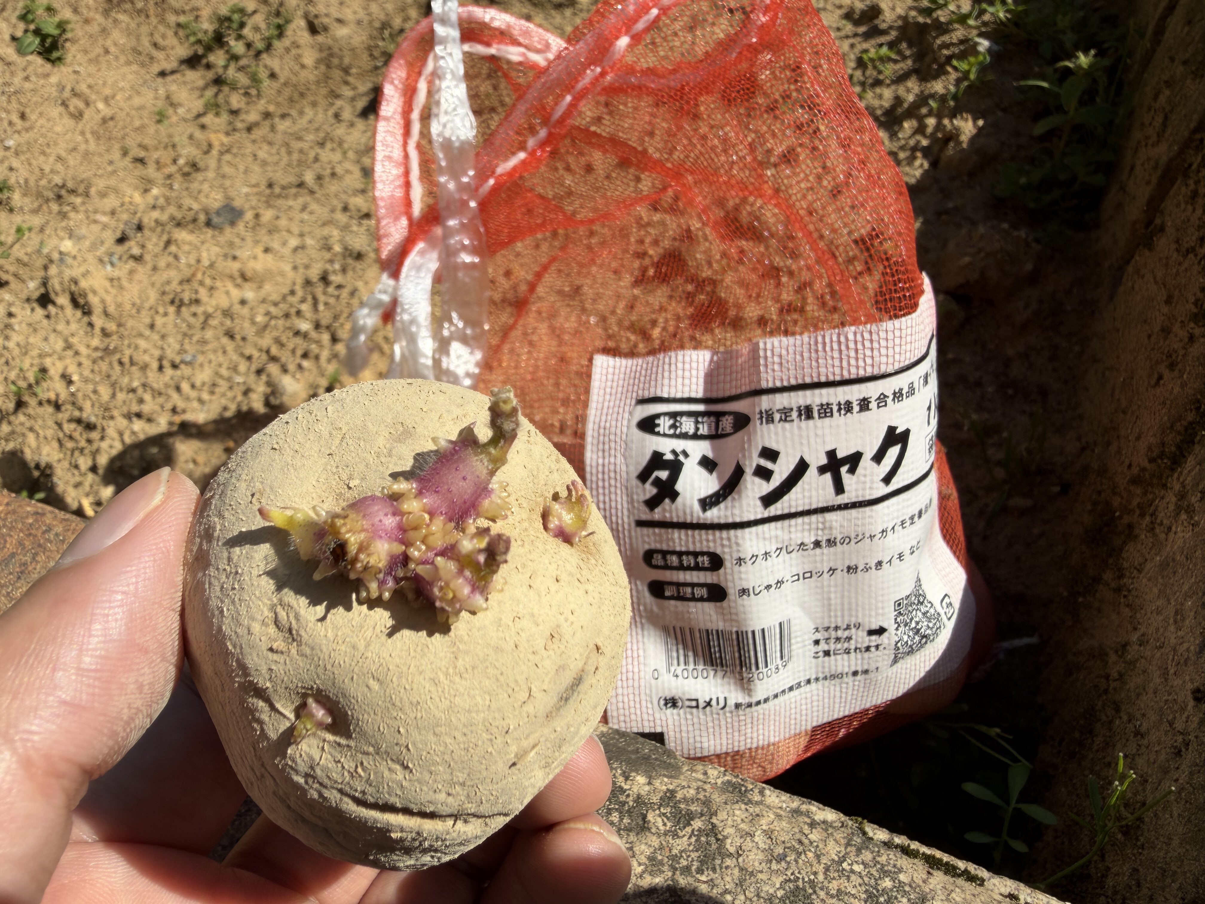 植え付けるまえの種芋の様子