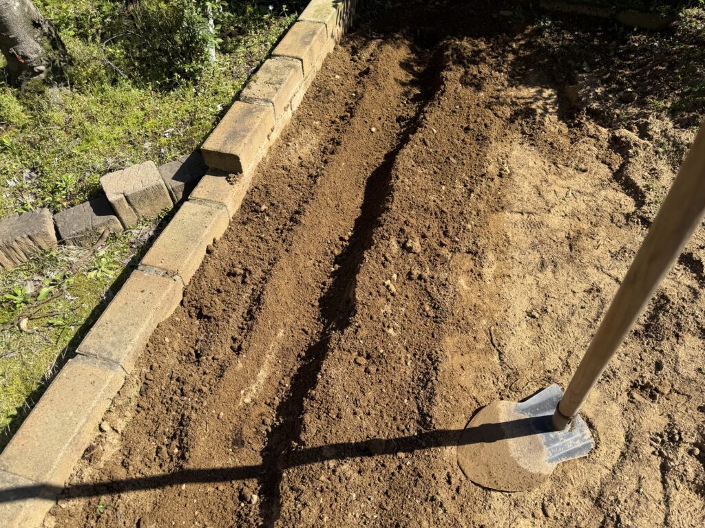 植え付ける溝を掘った様子