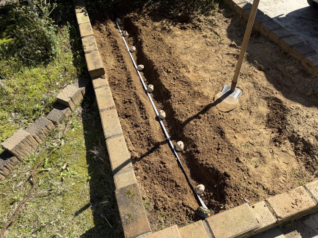 メジャーで計って30cm間隔で種芋を配置している様子