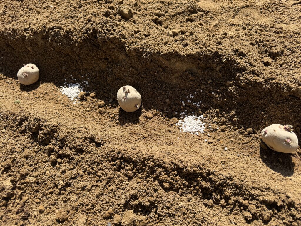 種芋間に化成肥料ひと掴みずつ入れている様子