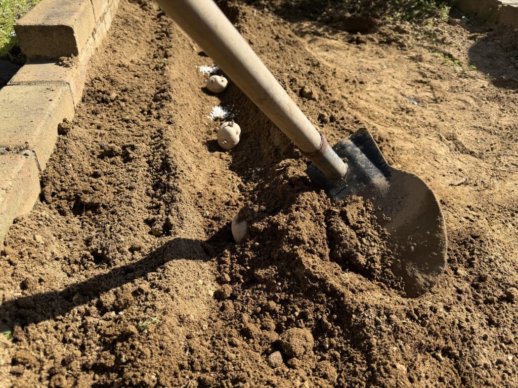 鍬で掘り上げた土を種芋に被せている様子